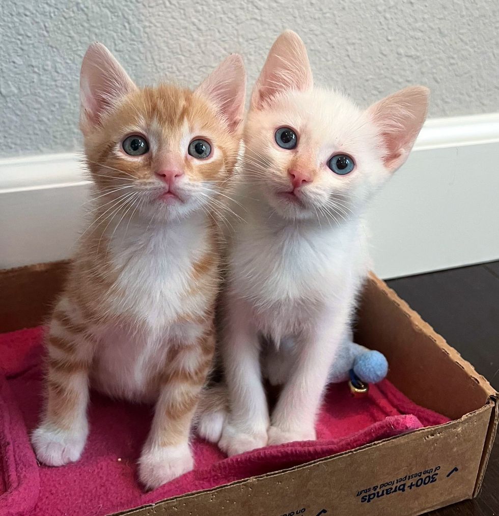 sweet ginger kitten friends