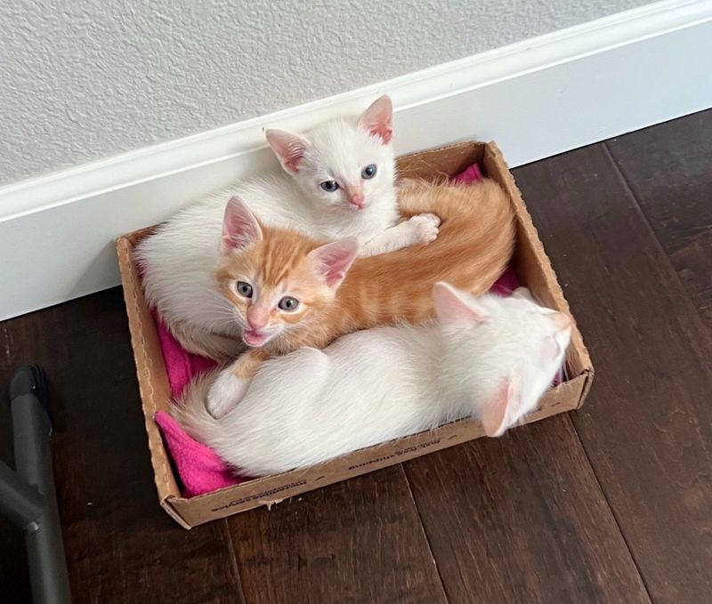 kittens snuggly box