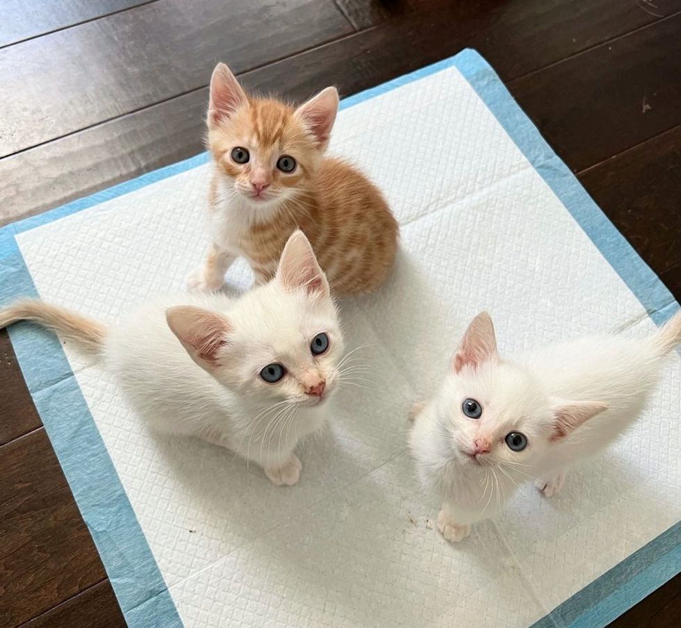 ginger white kittens