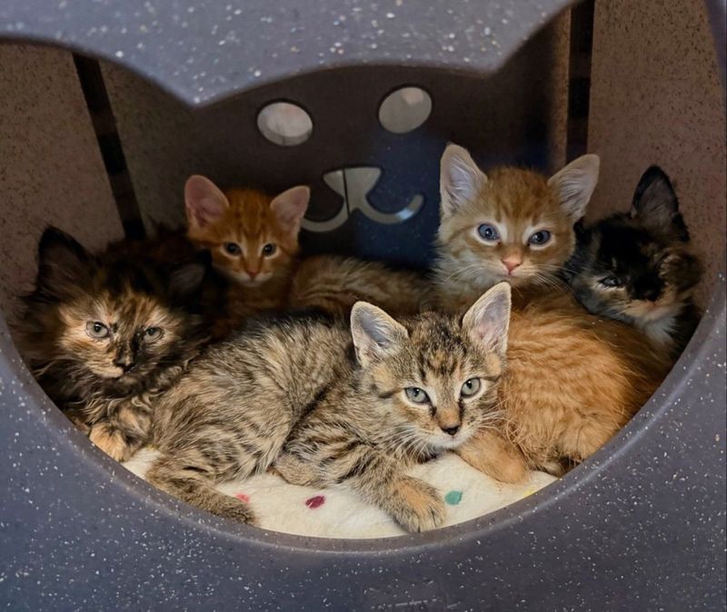 shy kittens cubby bed