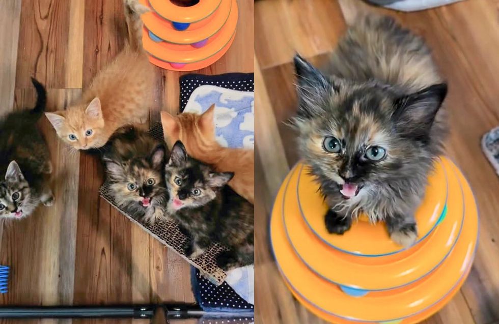 tortie kittens, vocal kittens