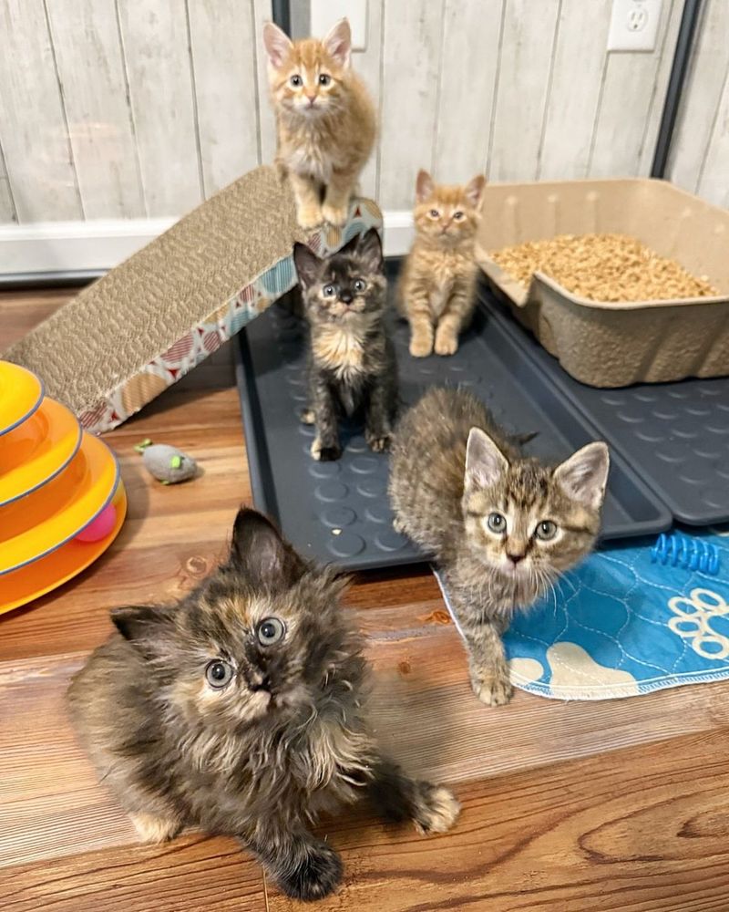 fluffy tortie kittens