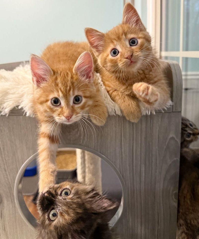 ginger tortie kittens