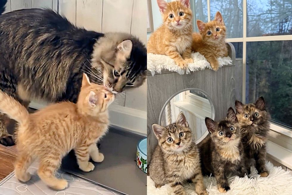 Kittens Arrived at Shelter, Their Worries Quickly Went Away When Two House Cats Showed Up