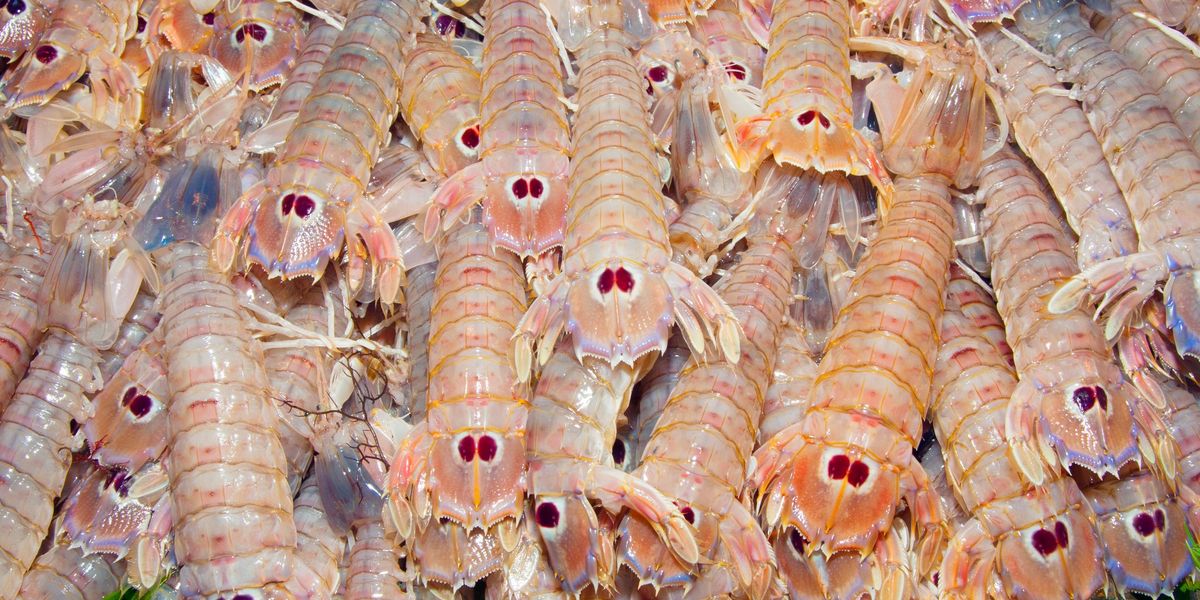 La canocchia, specialità adriatica. Un crostaceo ancora da scoprire