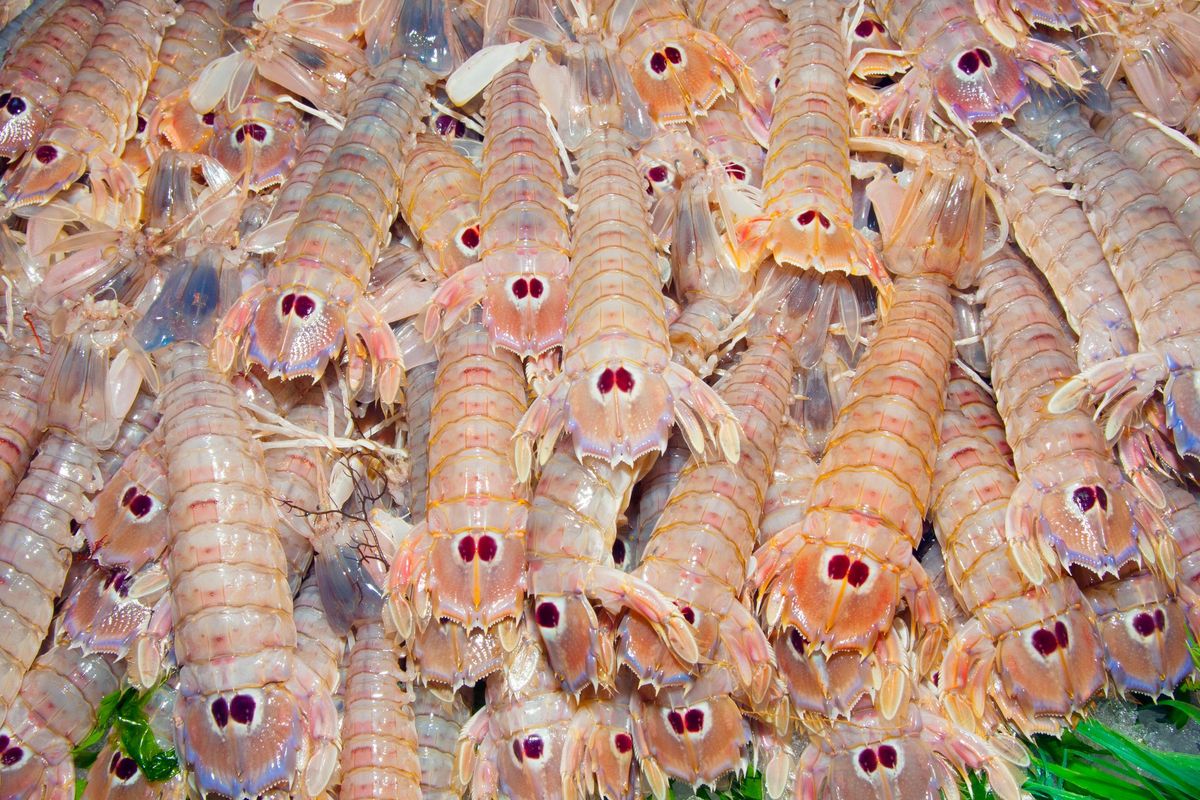 La canocchia, specialità adriatica. Un crostaceo ancora da scoprire