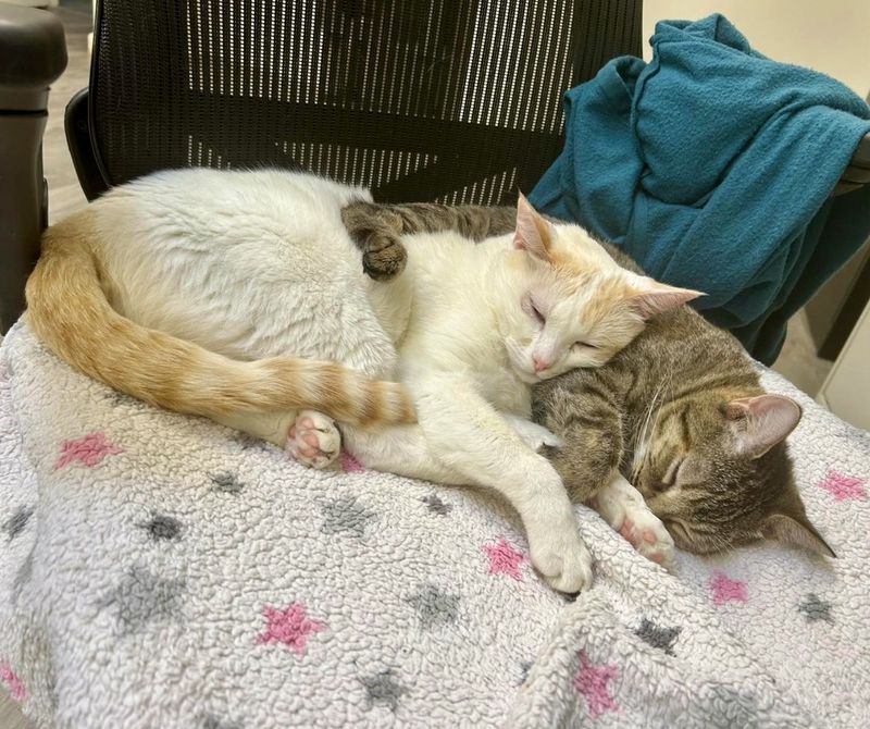 snuggly sleeping cat friends