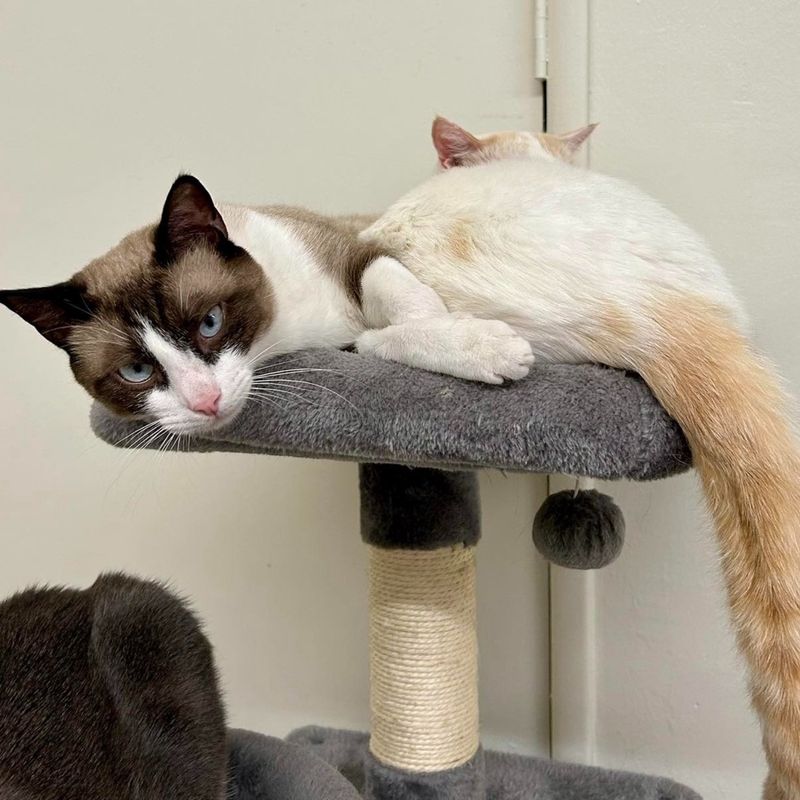 snuggly cat tree friends