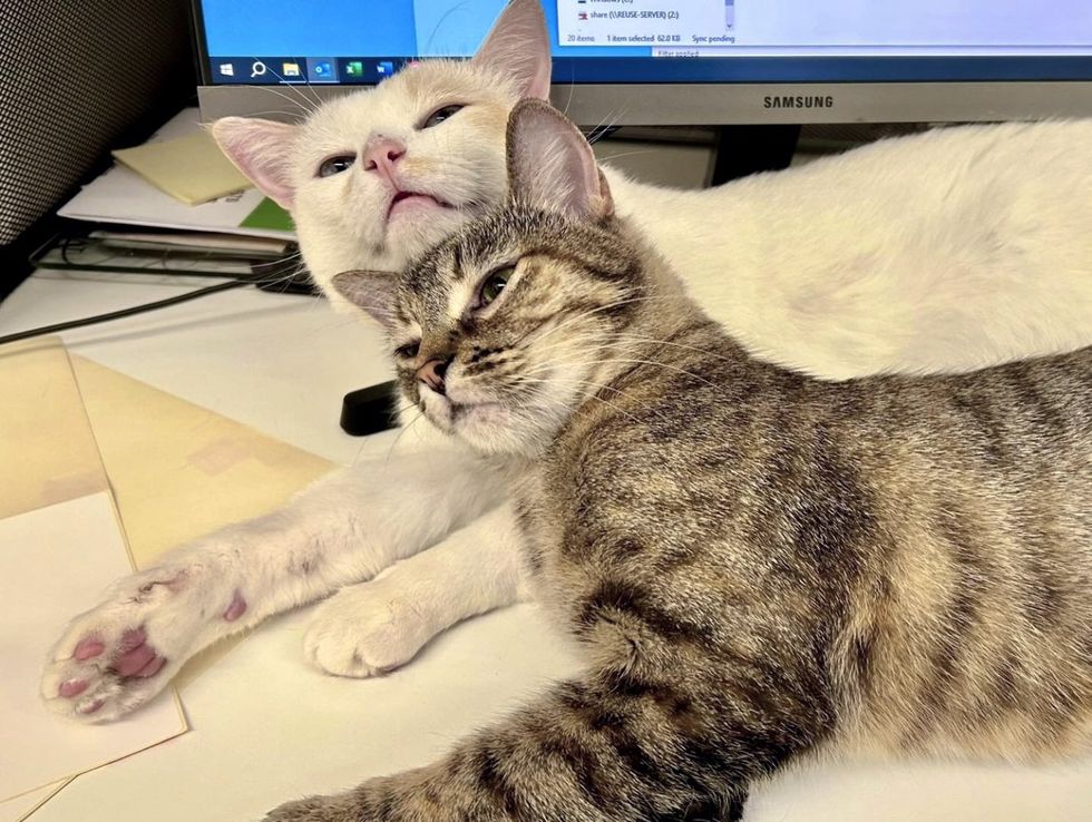 sweet cats snuggle office