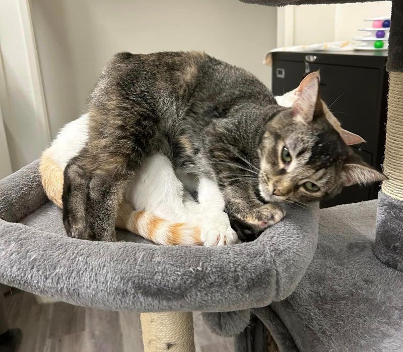 kitten snuggles cat tree