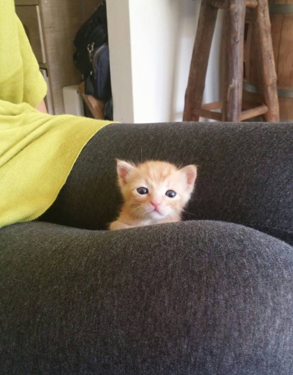 Woman Saves Orphaned Kitten, Now He Can't Stop Cuddling with Her and
