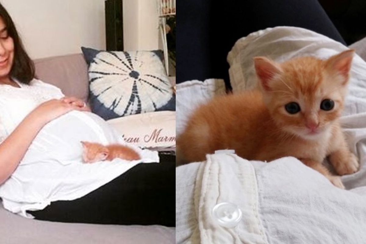 Woman Saves Orphaned Kitten, Now He Can't Stop Cuddling with Her and the Baby in Her Belly