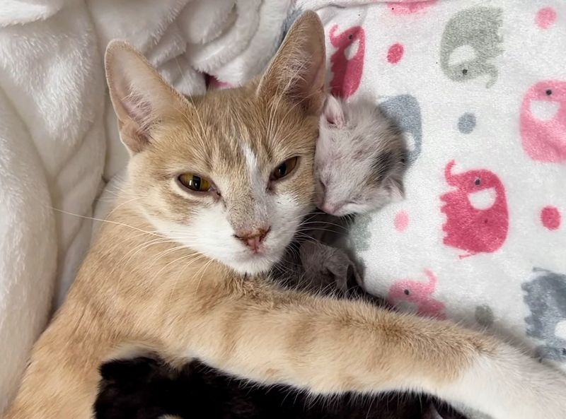 cat mom snuggling kitten