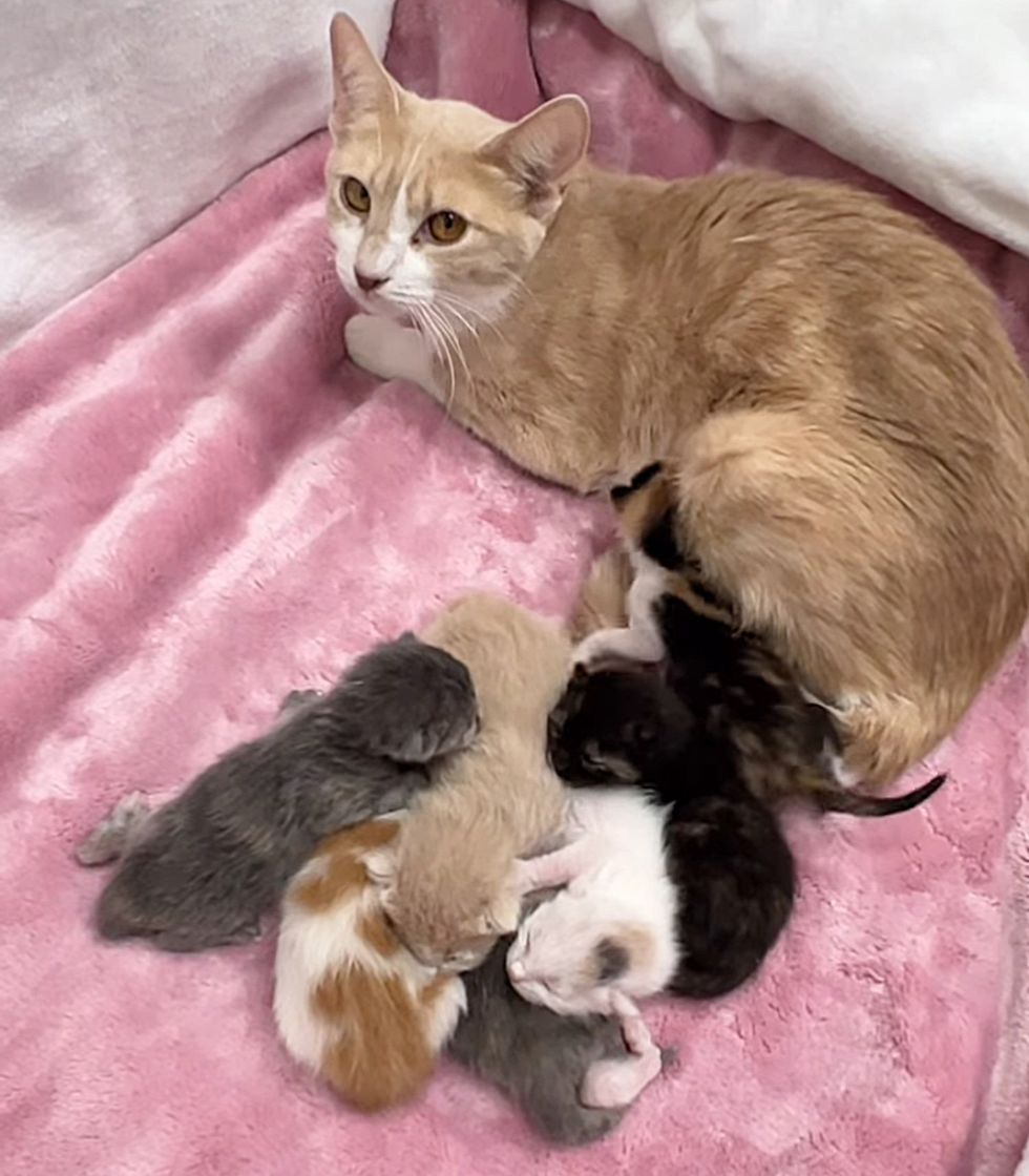 shy cat newborn kittens