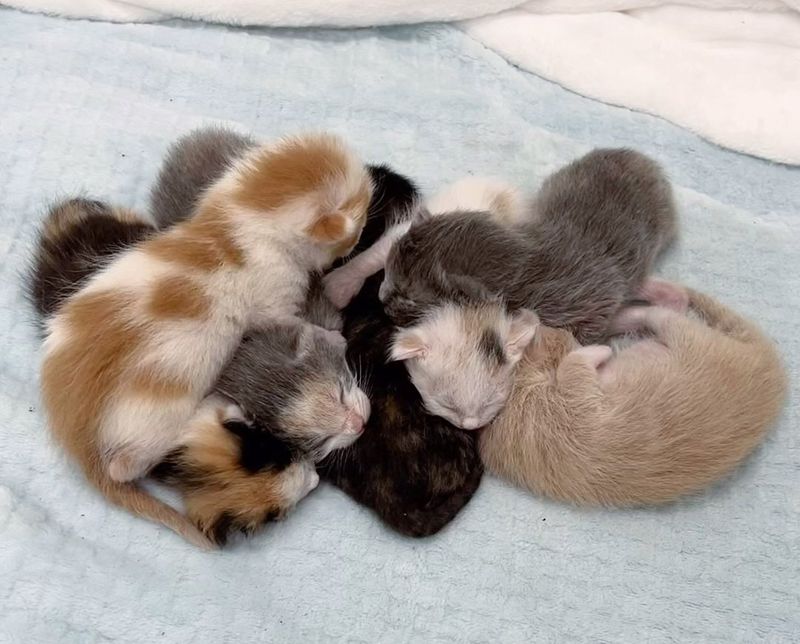 newborn pile kittens