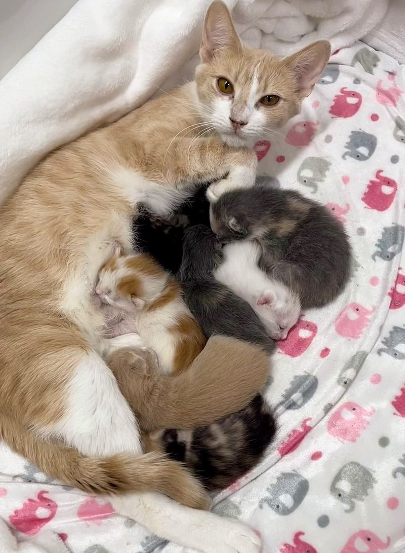 cat mom nursing sleeping kittens