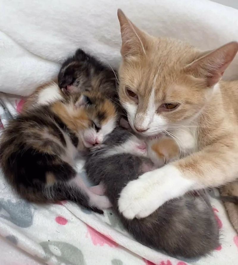 cat hugs kittens sleeping