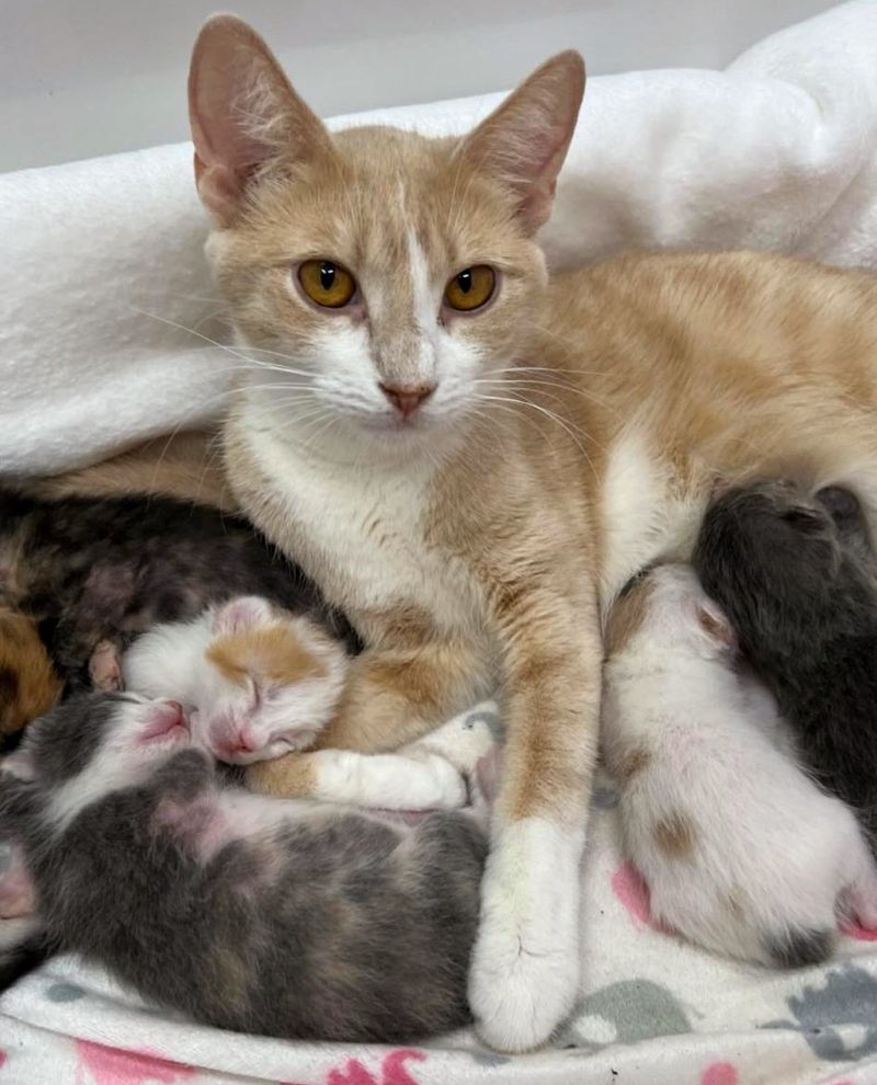 cat mom sleeping kittens