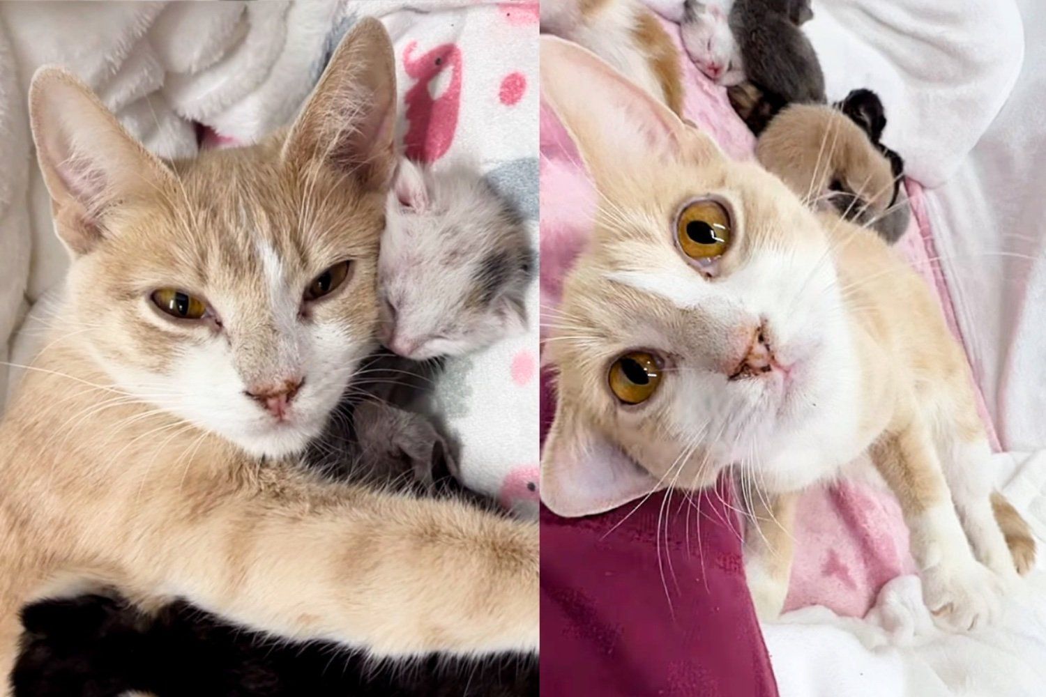 They Took in Stray Cat and Seven Kittens Next Day the Cat Showed Them Gratitude in Most Touching Way Love Meow