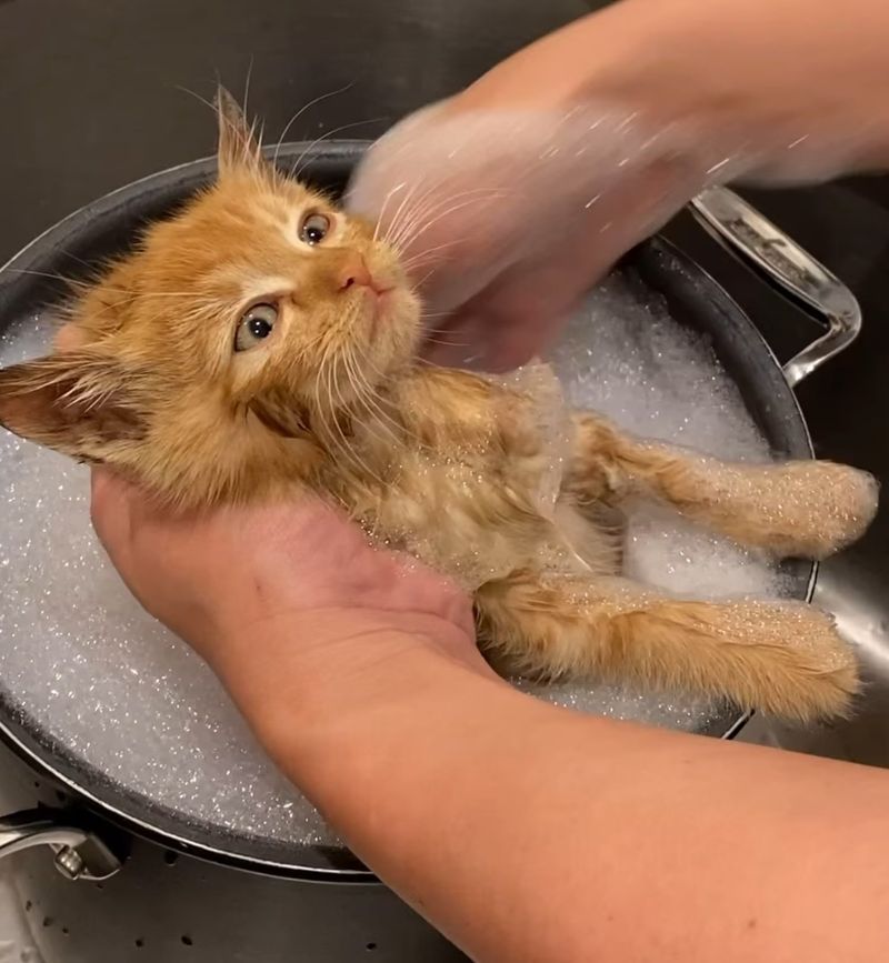 kitten bath cleaning