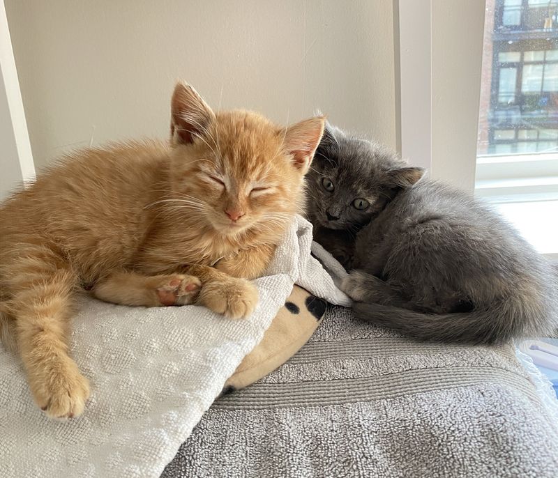 kittens sleeping sunbathing