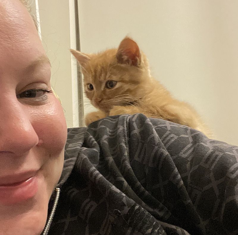 shoulder kitten snuggly