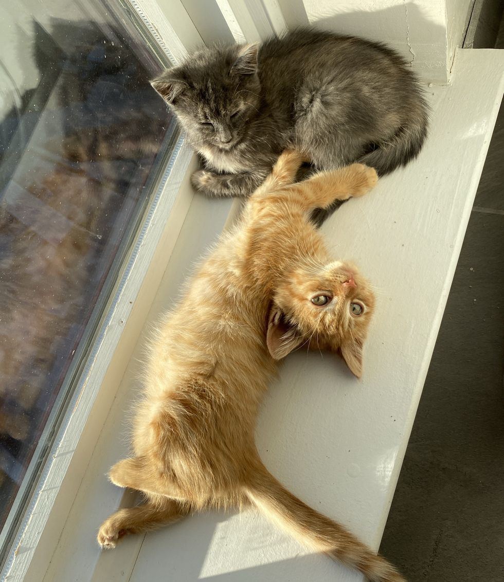 kittens window sunbathing