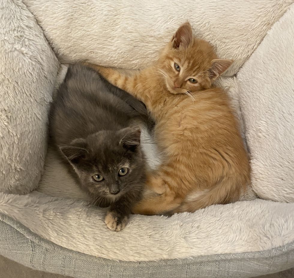 tortie ginger kittens snuggles