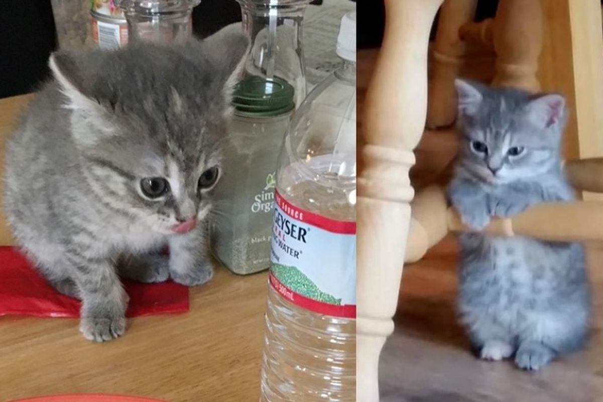 Kitten from Living a Feral Life to Living Like a Queen