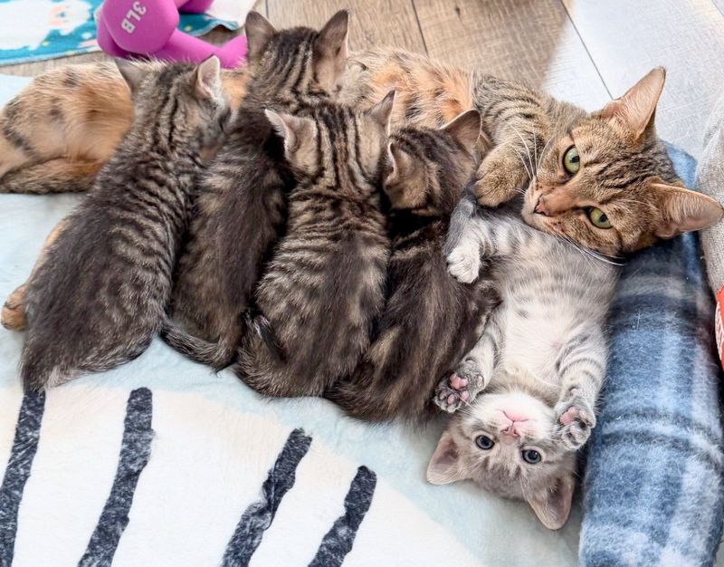 tabby cat nursing kittens