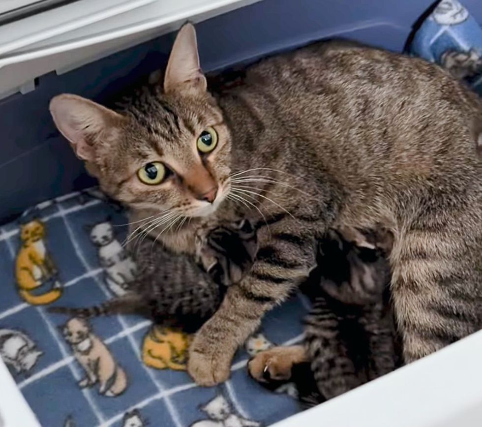 tabby cat nursing kittens