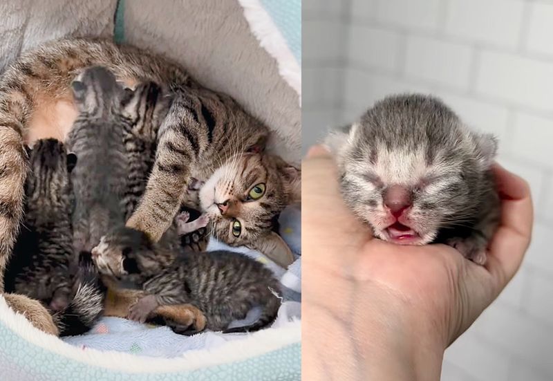 tabby cat kittens newborn