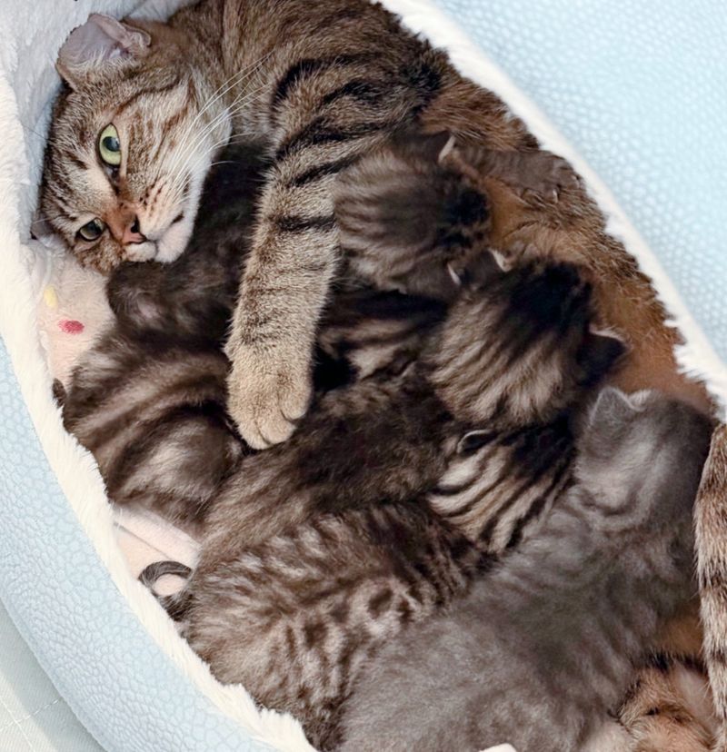 tabby cat mom nursing kittens