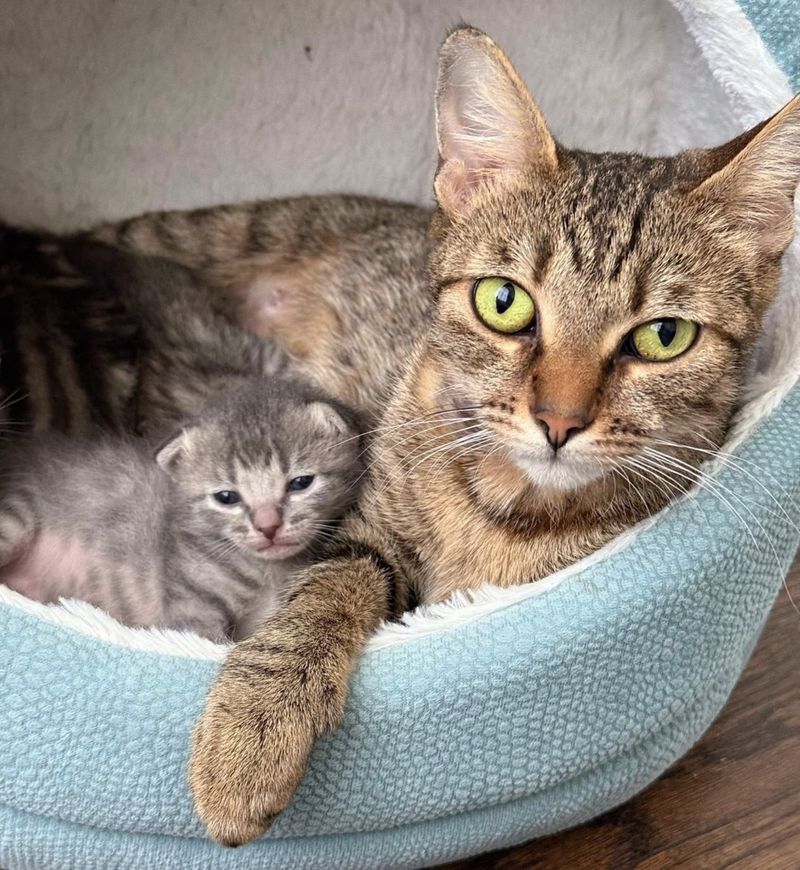 sweet kitten tabby cat snuggles