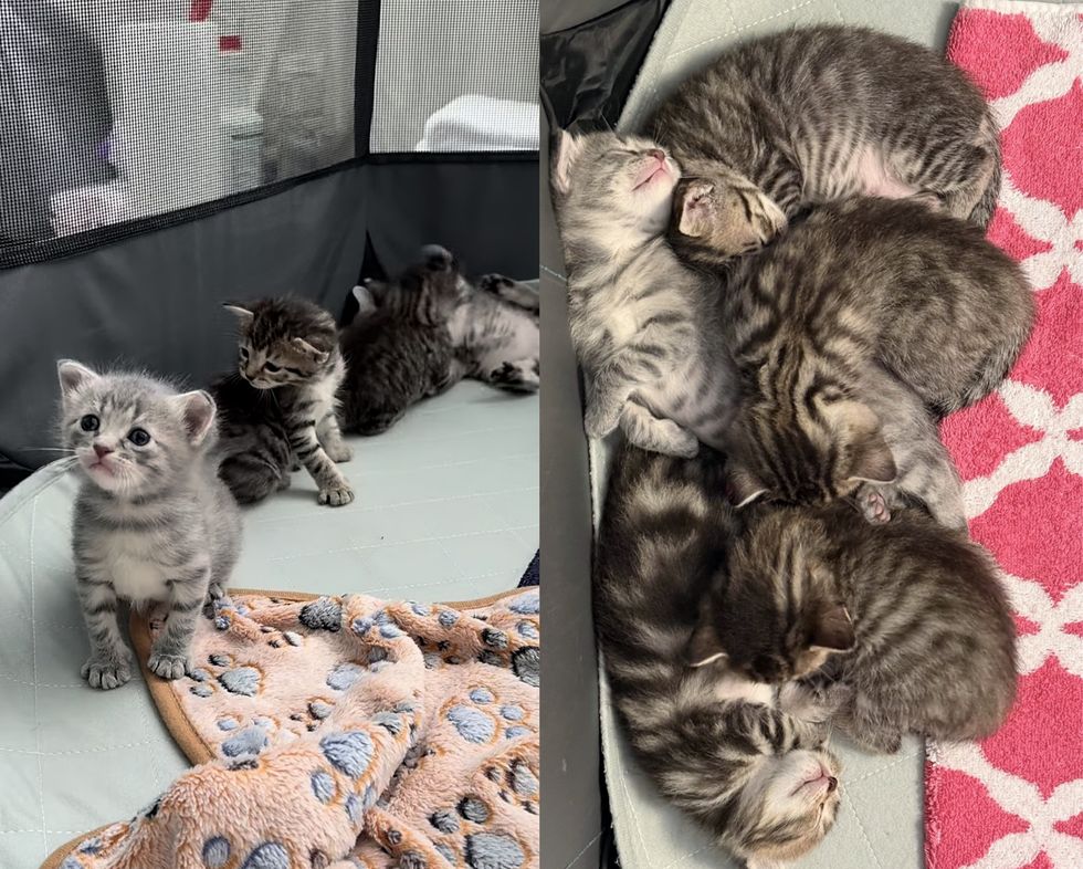 tabby kittens pile playful