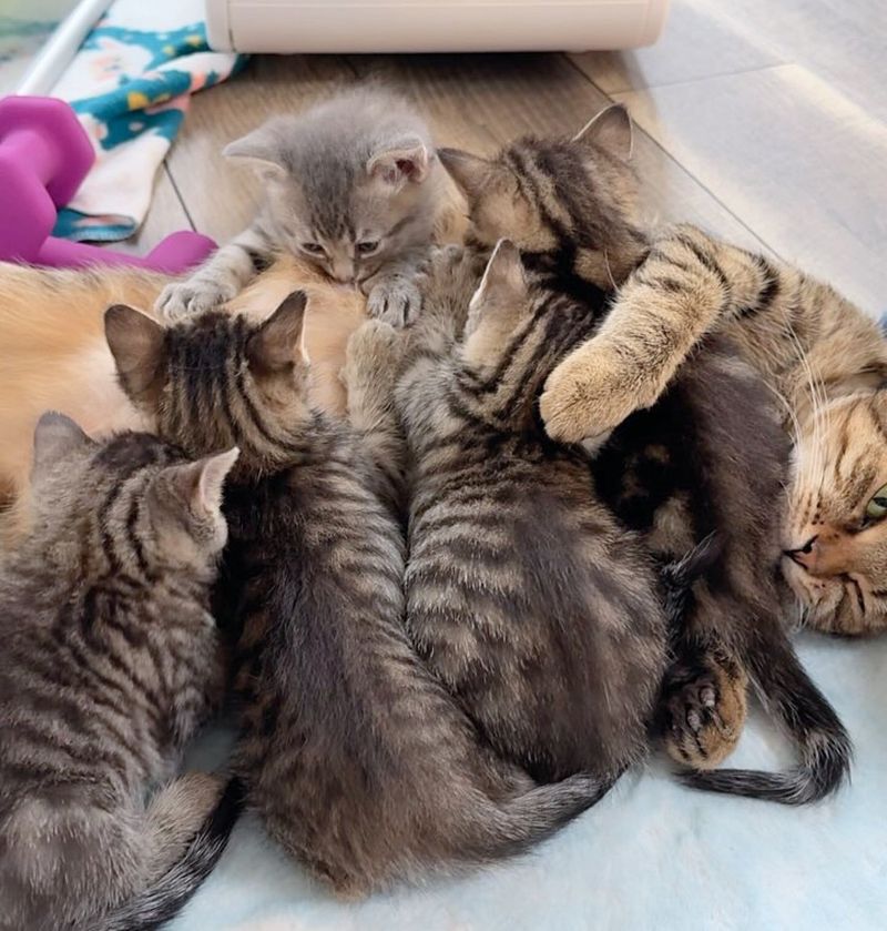 kittens nursing cat mom