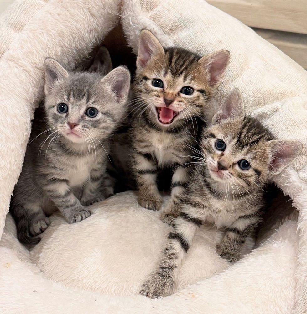 tabby kittens playful cute