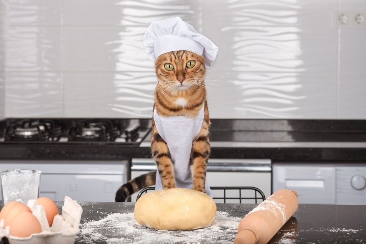 cat with a chef's hat and apron baking in the kitchen