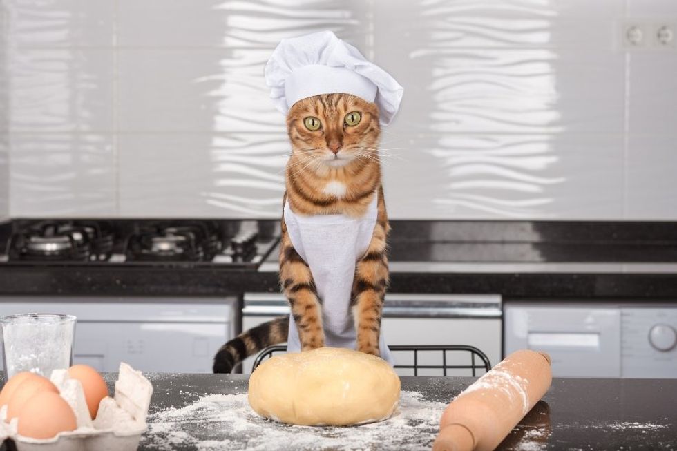 Why do cats 'make biscuits'? 6 reasons your cat likes to knead on you and your stuff.