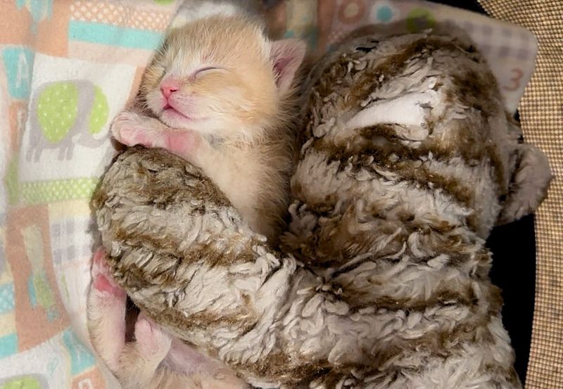 sleeping tiny kitten