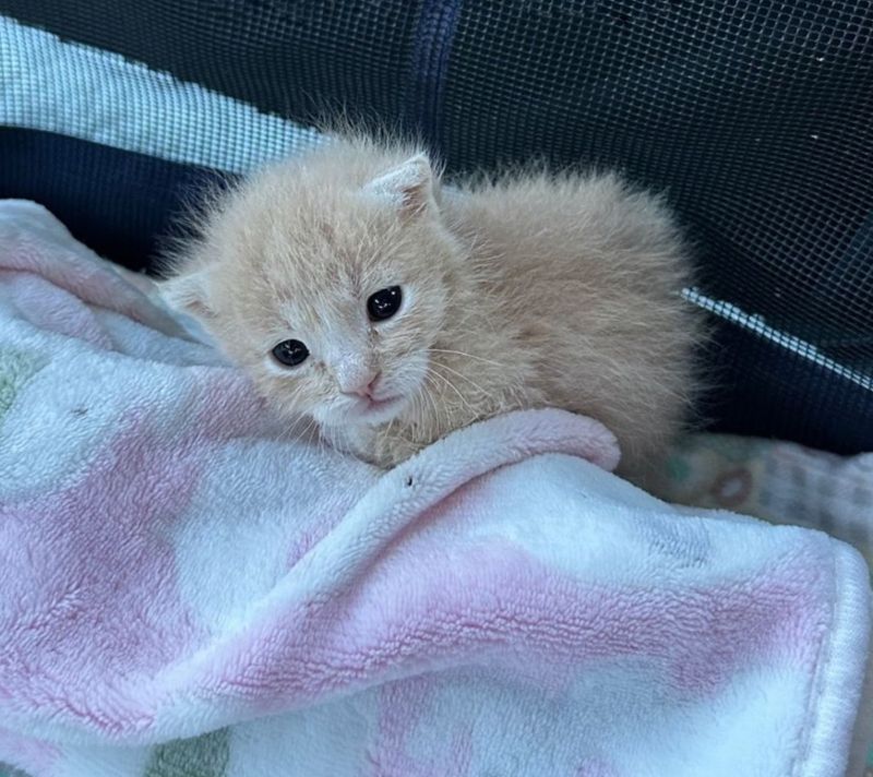 tiny ginger cream kitten