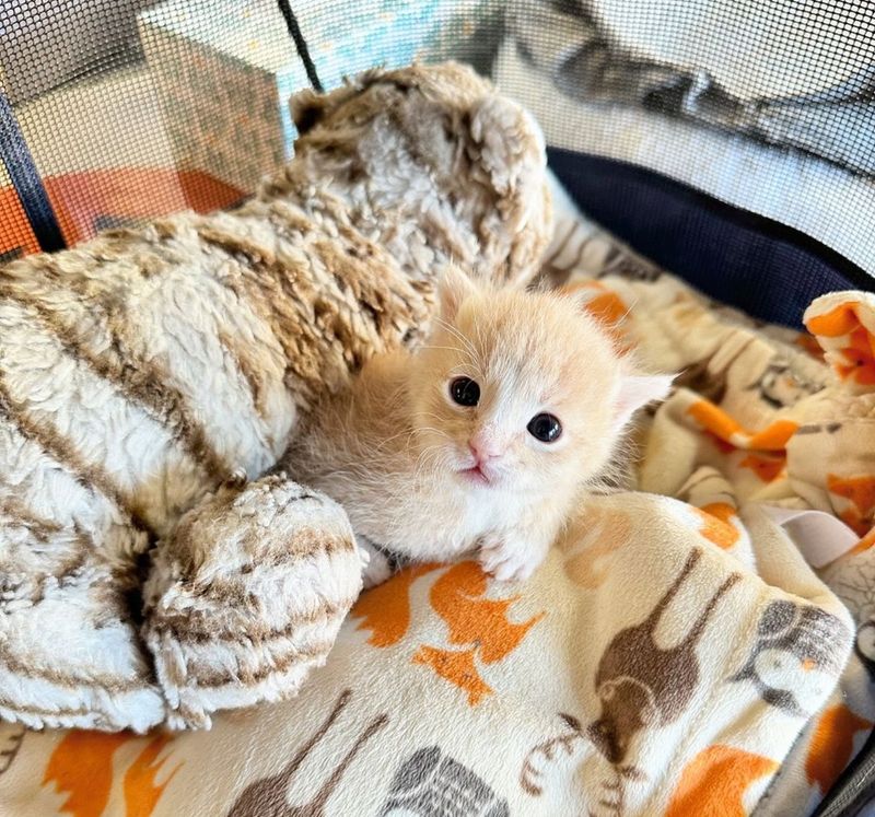 tiny cream kitten snuggles