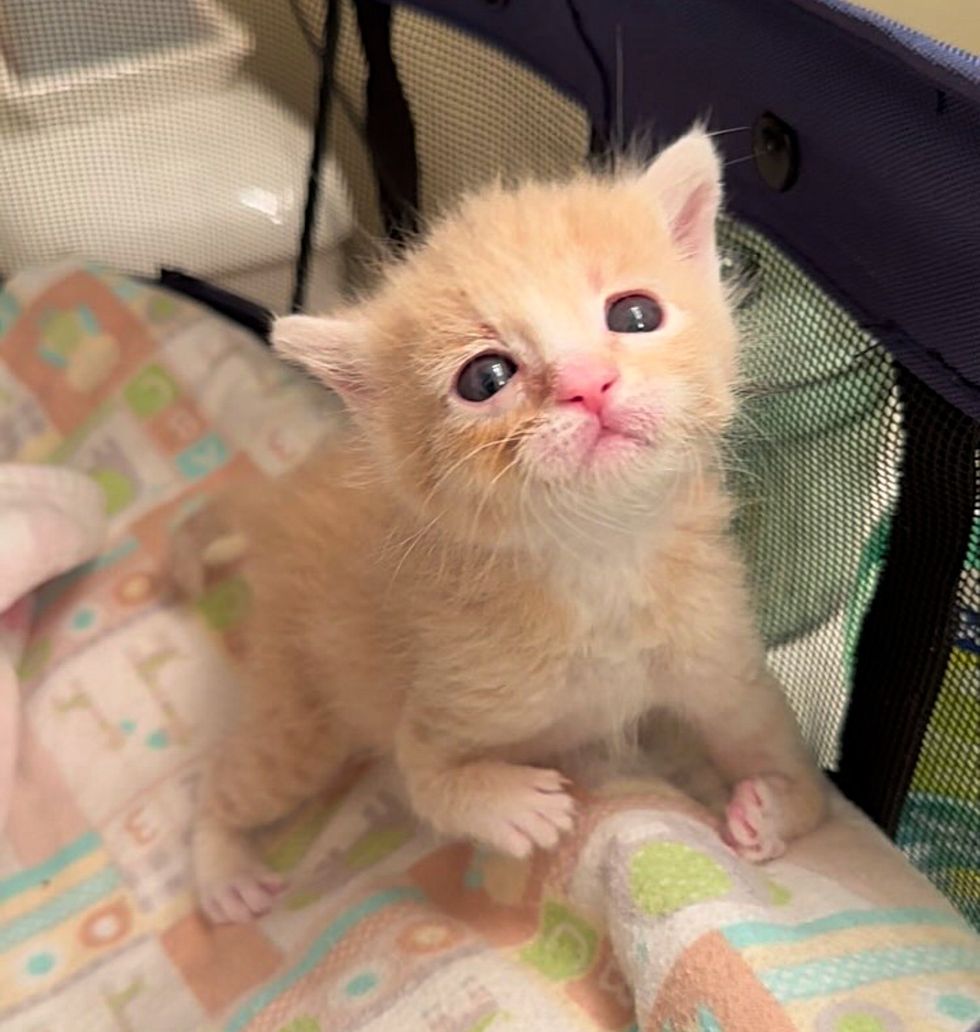 kitten bent legs