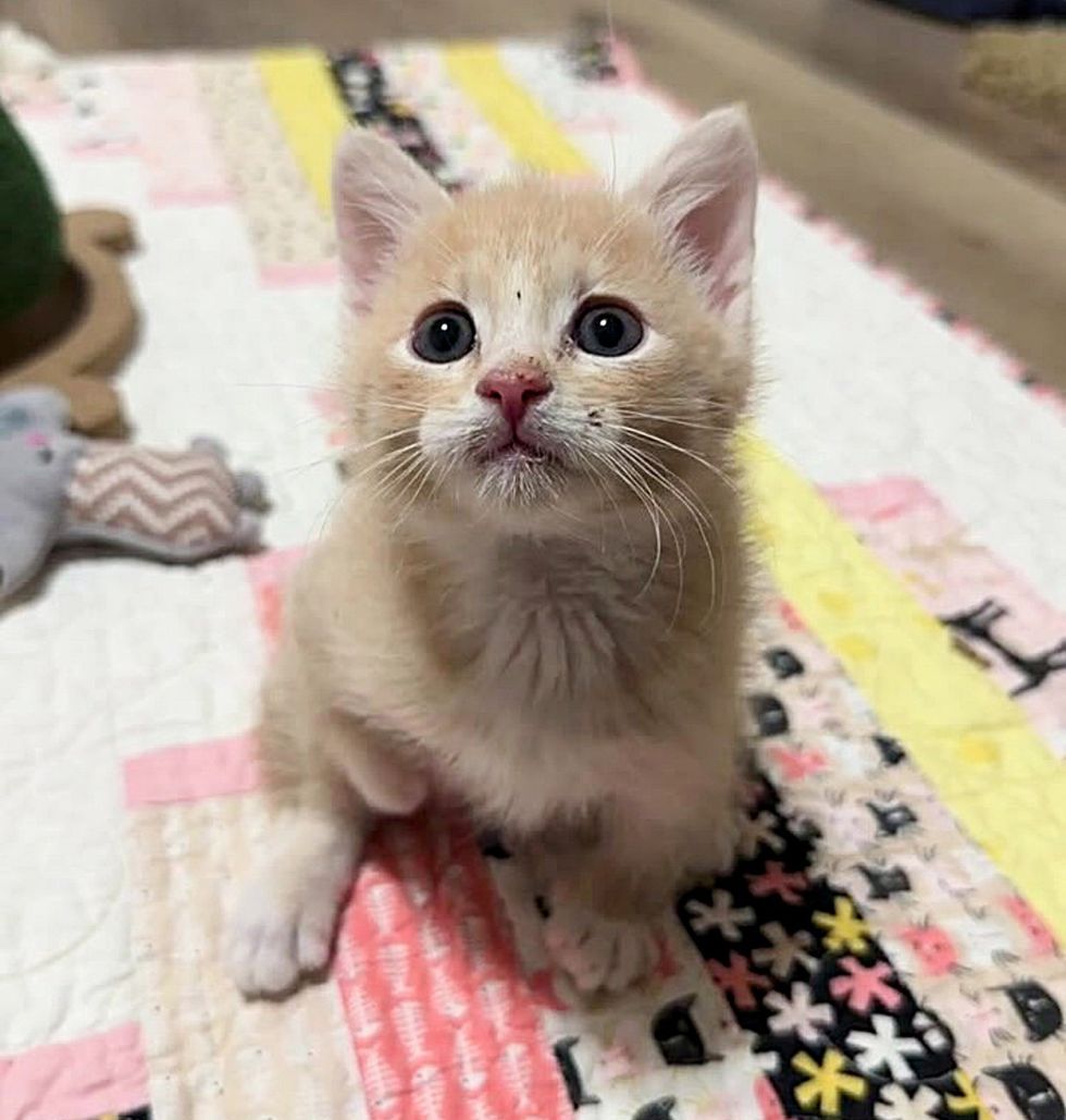 kitten cream cute