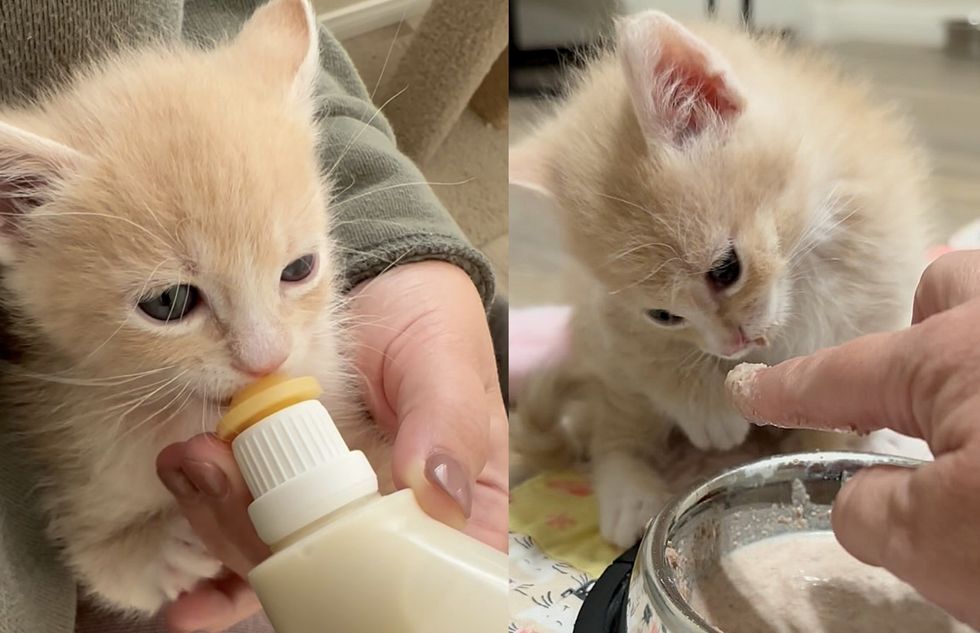 cream kitten bottle eating