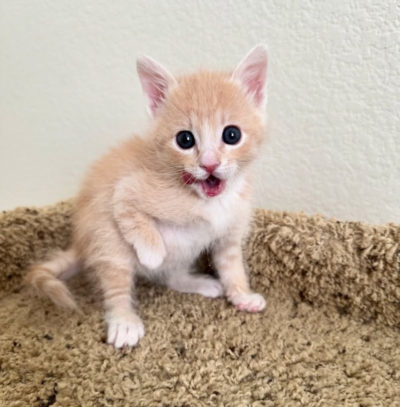 cute kitten bent paw