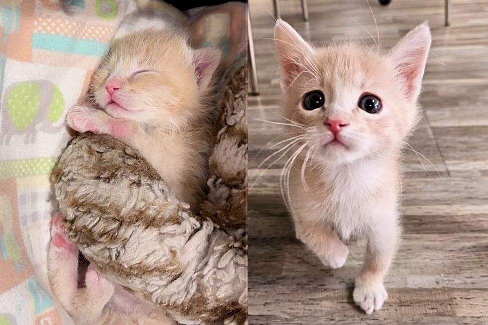 Woman Went to Shelter for a Kitten and Came Home with Little Guy Who Believes He Can Conquer the World