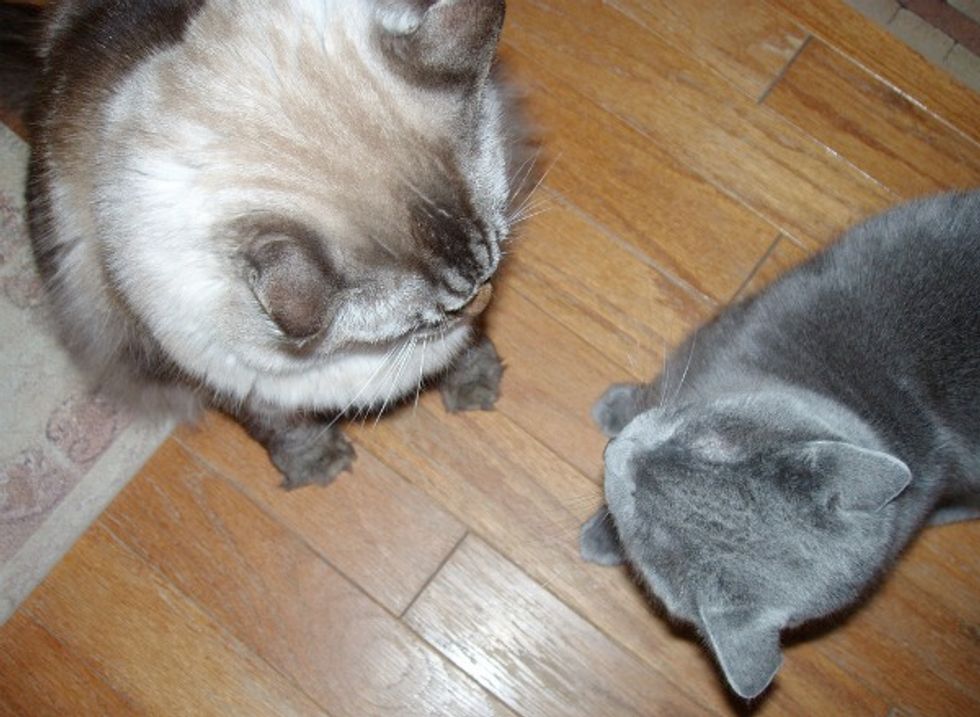 Cat not spraying