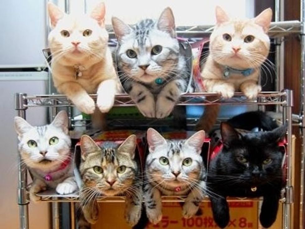 how-many-kittens-can-a-cat-have-cats