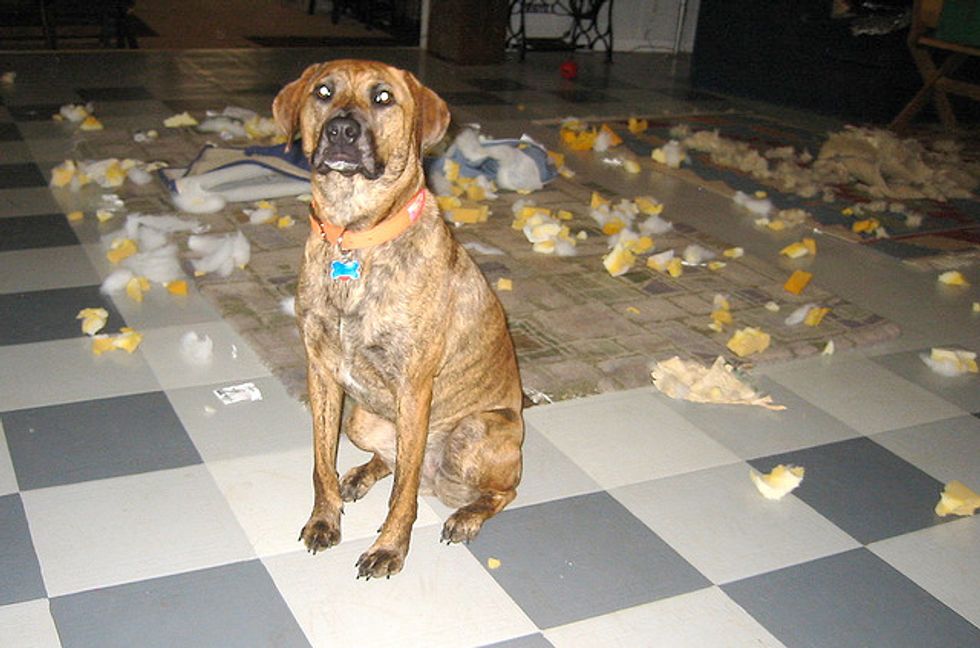 Ask A Vet Help, My Dog is Destroying the House When He's Alone! 7x7